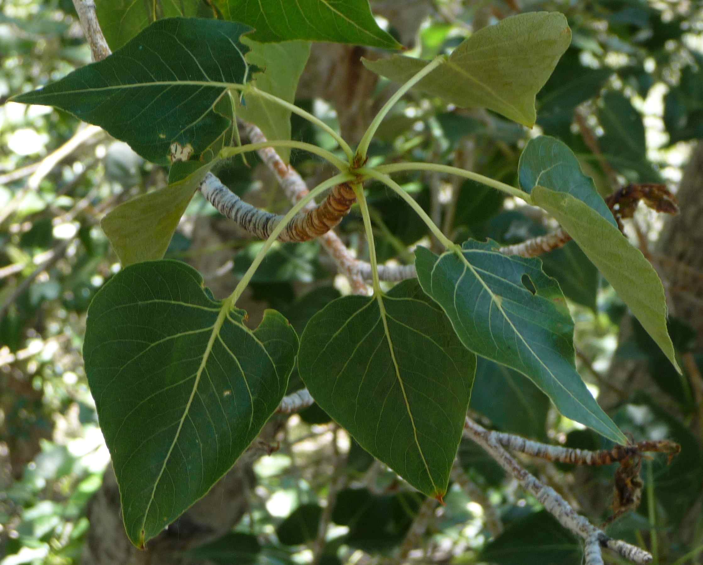 P. Trichocarpa